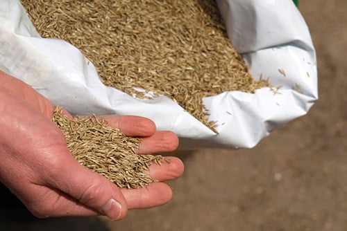 Seed
