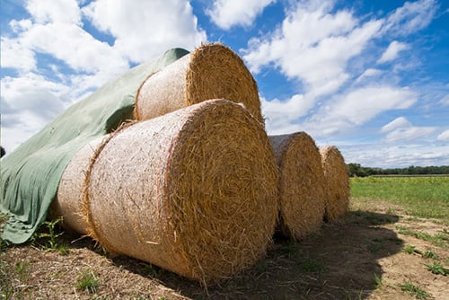 Wheat Straw